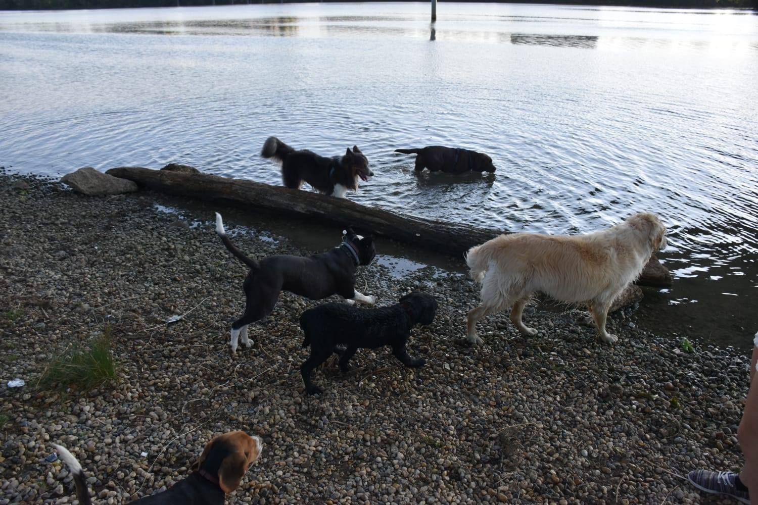 éducation et dressage de chiens Savoie